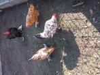 Sabelpootkrielen, Dieren en Toebehoren, Pluimvee