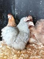 cochin kriel, Dieren en Toebehoren, Pluimvee