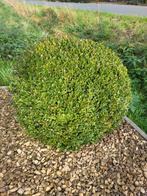 Buxussen te koop 13 stuks, Tuin en Terras, Ophalen