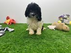 Cavapoo pups, België, 8 tot 15 weken, CDV (hondenziekte), Meerdere