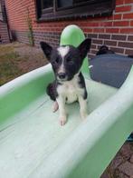 Border collie pups geboren bij de schapen, België, Particulier, CDV (hondenziekte), 8 tot 15 weken