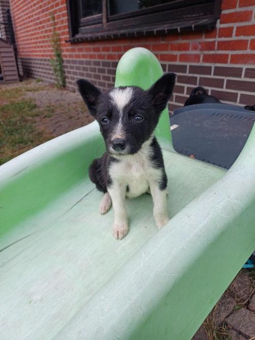 Border collie pups geboren bij de schapen, Dieren en Toebehoren, Honden | Herdershonden en Veedrijvers, Meerdere dieren, Collie