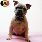 Franse Bulldog pups te koop (Belgisch), Dieren en Toebehoren, België, 15 weken tot 1 jaar, CDV (hondenziekte), Meerdere