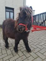 Premie veulen smokey hengst shetland pony, Dieren en Toebehoren, Hengst
