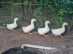 Witte peking eenden, Dieren en Toebehoren, Geslacht onbekend