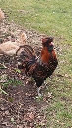 2 Padua hanen, Dieren en Toebehoren, Pluimvee