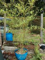Bamboe met pot, Tuin en Terras, Ophalen