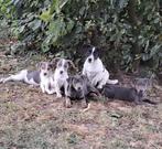 Lieve jack russell pups op boerderij geboren ouders aanw, België, Jack Russell Terriër, CDV (hondenziekte), 8 tot 15 weken