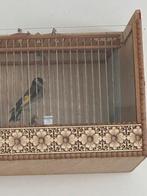 Chardonneret parva widani, Dieren en Toebehoren, Vogels | Overige Vogels, Mannelijk