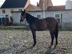 2 jarige merrie, Cheval de dressage, Jument, Vermifugé, 0 à 2 ans