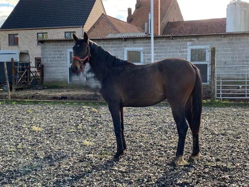 2 jarige merrie, Animaux & Accessoires, Chevaux, Jument, 0 à 2 ans, Cheval de dressage, Avec pedigree, Avec puce électronique