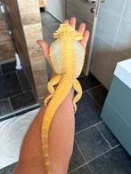 Magnifique Femelle pogona adulte 3 ans, Dieren en Toebehoren, Hagedis, Tam, 3 tot 6 jaar