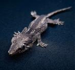 Gargoyle gecko nakweek september 2023., Animaux & Accessoires, Reptiles & Amphibiens, Lézard, 0 à 2 ans