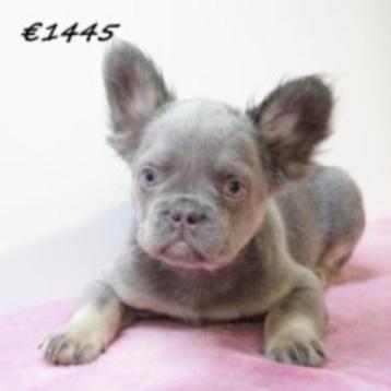 FLUFFY Franse Bulldog pups te koop beschikbaar voor biedingen