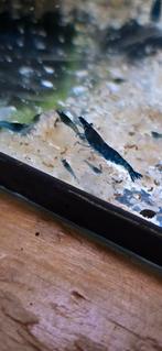 Blue dream garnalen, Animaux & Accessoires, Poissons | Poissons d'aquarium, Homard, Crabe ou Crevette, Poisson d'eau douce, Banc de poissons
