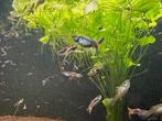 Endler Guppy's, Dieren en Toebehoren, Vissen | Aquariumvissen, Vis, Zoetwatervis