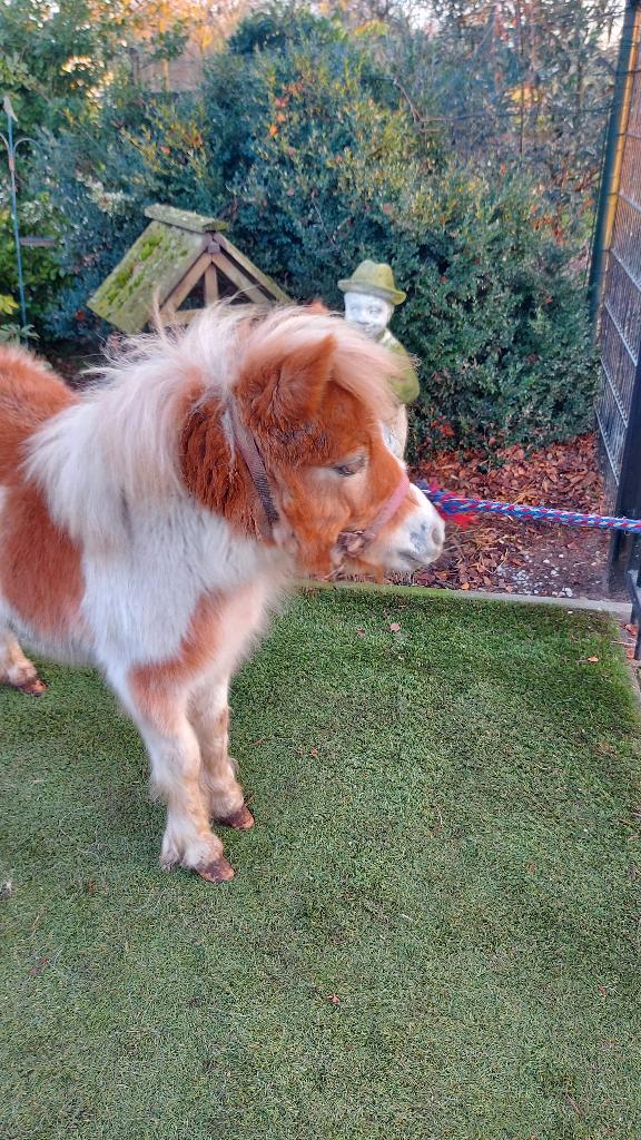 Lief en mooi bont mini paardje, Animaux & Accessoires, Poneys, Jument, Avec puce électronique