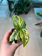 Monstera Adansonii Mint Variegata, Huis en Inrichting, Kamerplanten, Ophalen of Verzenden