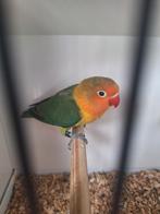 Jonge Fischeri Agapornis, Geslacht onbekend, Dwergpapegaai of Agapornis, Geringd