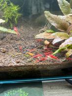 Garnalen mix (Neocaridina), Kreeft, Krab of Garnaal, Zoetwatervis