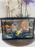 Gratis goudvissen met aquarium, Dieren en Toebehoren, Ophalen, Zo goed als nieuw