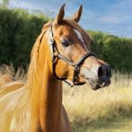 Arabier, Arabisch volbloed, Volbloed arabier, Dieren en Toebehoren, E pony (1.48m - 1.57m), Gechipt, Ruin, Zadelmak
