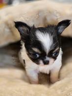 Chihuahua pups, reutjes, chocotricolor, zwarttricolor,creme, Dieren en Toebehoren, CDV (hondenziekte), België, Fokker | Hobbymatig