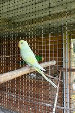 Grasparkieten, grasparkiet., Dieren en Toebehoren