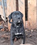 Cane corso pups, België, Fokker | Hobbymatig, CDV (hondenziekte), 8 tot 15 weken