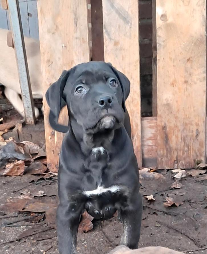 Cane corso pups, Dieren en Toebehoren, Honden | Bulldogs, Pinschers en Molossers, Meerdere dieren, Bulldog, Fokker | Hobbymatig