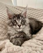 Maine Coon kittens beschikbaar, Dieren en Toebehoren, Katten en Kittens | Raskatten | Langhaar, Meerdere dieren, Gechipt, 0 tot 2 jaar