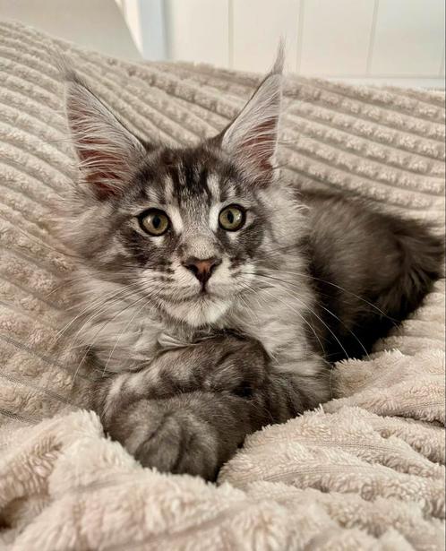 Maine Coon kittens beschikbaar, Dieren en Toebehoren, Katten en Kittens | Raskatten | Langhaar, Meerdere dieren, 0 tot 2 jaar