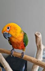 SUPER Tamme Jendaya Parkiet Man, Mannelijk, Parkiet, Pratend