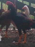 O shamo 1 haan + 3 hennen, Dieren en Toebehoren, Pluimvee