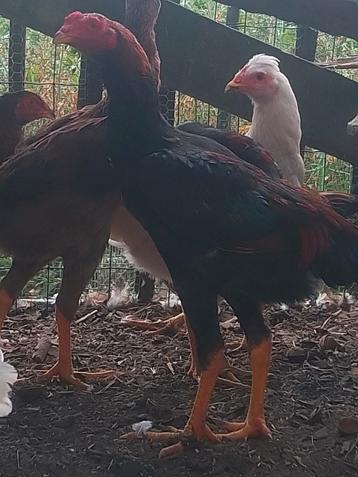 O shamo 1 haan + 3 hennen beschikbaar voor biedingen