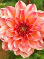 Dahlia 'Phyllis Farmer' biologisch, Volle zon, Vaste plant, Herfst, Ophalen