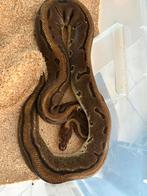 Plusieur python regius a vendre, Dieren en Toebehoren, Reptielen en Amfibieën