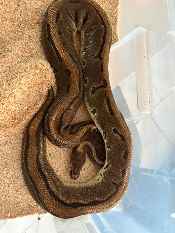 Plusieur python regius a vendre, Animaux & Accessoires, Reptiles & Amphibiens