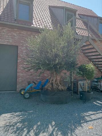 prachtige oude olijfboom beschikbaar voor biedingen