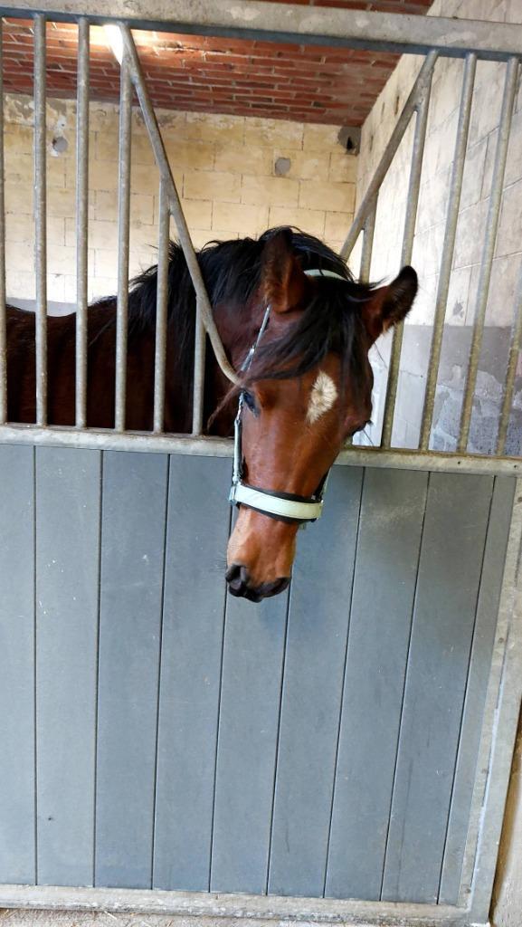 2.5j D-pony x Arabier, Dieren en Toebehoren, Pony's, Ruin, Onbeleerd, D pony (1.37m tot 1.48m), Recreatiepony, 3 tot 6 jaar, Gechipt