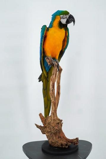 Opgezette Blauw-gele Ara - Wildernis Atelier beschikbaar voor biedingen