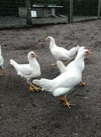 Legkippen witte leghorn, Dieren en Toebehoren, Kip