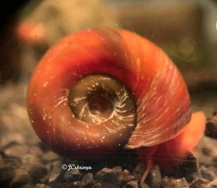 Posthoorn slak roze, Dieren en Toebehoren, Vissen | Aquariumvissen