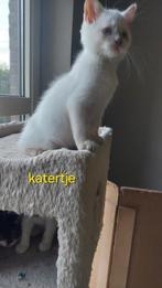 BRITSE KORTHAAR KITTEN, Dieren en Toebehoren, Katten en Kittens | Raskatten | Korthaar, Kater, Gechipt, 0 tot 2 jaar