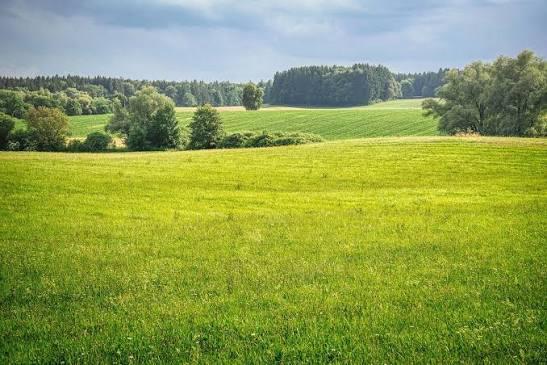 Weide te huur gevraagd dringend 🙏🫵, Dieren en Toebehoren, Stalling en Weidegang