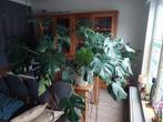 Monstera plant, Ophalen, 100 tot 150 cm, Overige soorten, Halfschaduw