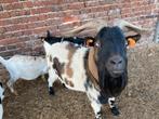 Geitenbok, Dieren en Toebehoren, Mannelijk, Geit, 3 tot 5 jaar