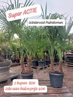 Wintervast palmbomen PROMO, Tuin en Terras, Ophalen