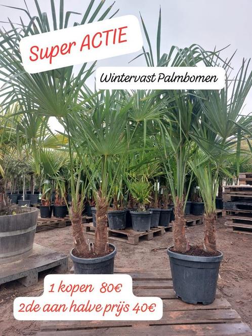 Wintervast palmbomen PROMO, Tuin en Terras, Planten | Bomen, Ophalen