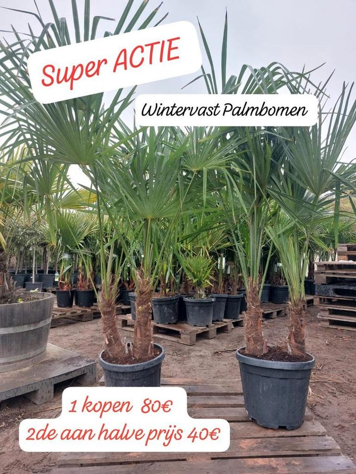 Wintervast palmbomen PROMO, Tuin en Terras, Planten | Bomen, Ophalen